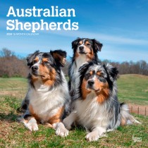 Australian Shepherds | 2024 12 x 24 Inch Monthly Square Wall Calendar