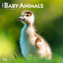 Baby Animals | 2024 12 x 24 Inch Monthly Square Wall Calendar