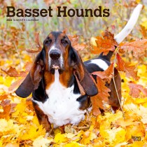 Basset Hounds | 2024 12 x 24 Inch Monthly Square Wall Calendar