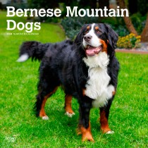 Bernese Mountain Dogs | 2024 12 x 24 Inch Monthly Square Wall Calendar