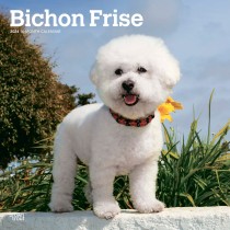 Bichon Frise | 2024 12 x 24 Inch Monthly Square Wall Calendar