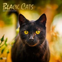Black Cats | 2024 12 x 24 Inch Monthly Square Wall Calendar | Foil Stamped Cover