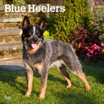 Blue Heelers | 2024 12 x 24 Inch Monthly Square Wall Calendar