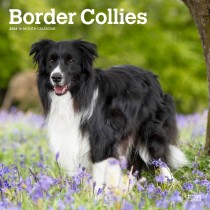 Border Collies | 2024 12 x 24 Inch Monthly Square Wall Calendar