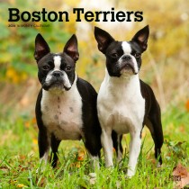 Boston Terriers | 2024 12 x 24 Inch Monthly Square Wall Calendar