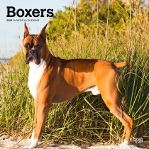 Boxers | 2024 12 x 24 Inch Monthly Square Wall Calendar