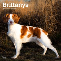 Brittanys | 2024 12 x 24 Inch Monthly Square Wall Calendar