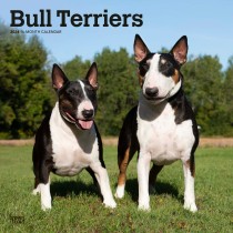 Bull Terriers | 2024 12 x 24 Inch Monthly Square Wall Calendar
