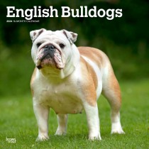 English Bulldogs | 2024 12 x 24 Inch Monthly Square Wall Calendar