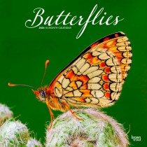 Butterflies | 2024 12 x 24 Inch Monthly Square Wall Calendar