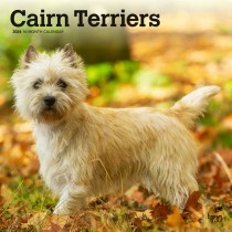 Cairn Terriers | 2024 12 x 24 Inch Monthly Square Wall Calendar