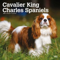 Cavalier King Charles Spaniels | 2024 12 x 24 Inch Monthly Square Wall Calendar