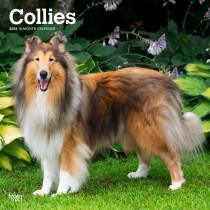 Collies | 2024 12 x 24 Inch Monthly Square Wall Calendar