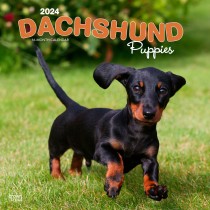 Dachshund Puppies | 2024 12 x 24 Inch Monthly Square Wall Calendar