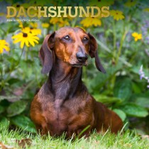 Dachshunds | 2024 12 x 24 Inch Monthly Square Wall Calendar | Foil Stamped Cover
