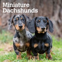 Miniature Dachshunds | 2024 12 x 24 Inch Monthly Square Wall Calendar