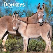 Donkeys | 2024 12 x 24 Inch Monthly Square Wall Calendar