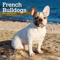 French Bulldogs | 2024 12 x 24 Inch Monthly Square Wall Calendar