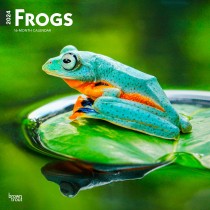Frogs | 2024 12 x 24 Inch Monthly Square Wall Calendar