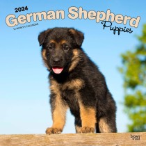 German Shepherd Puppies | 2024 12 x 24 Inch Monthly Square Wall Calendar