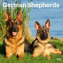 German Shepherds | 2024 12 x 24 Inch Monthly Square Wall Calendar