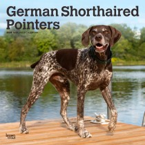 German Shorthaired Pointers | 2024 12 x 24 Inch Monthly Square Wall Calendar