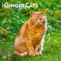Ginger Cats | 2024 12 x 24 Inch Monthly Square Wall Calendar