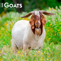 Goats | 2024 12 x 24 Inch Monthly Square Wall Calendar
