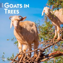 Goats in Trees | 2024 12 x 24 Inch Monthly Square Wall Calendar