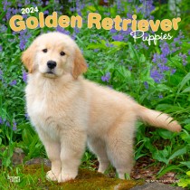 Golden Retriever Puppies | 2024 12 x 24 Inch Monthly Square Wall Calendar