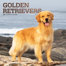 Golden Retrievers | 2024 12 x 24 Inch Monthly Square Wall Calendar | Foil Stamped Cover