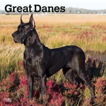 Great Danes | 2024 12 x 24 Inch Monthly Square Wall Calendar