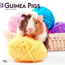 Guinea Pigs | 2024 12 x 24 Inch Monthly Square Wall Calendar