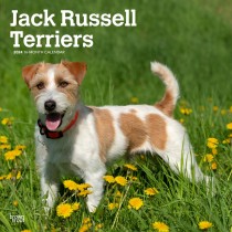 Jack Russell Terriers | 2024 12 x 24 Inch Monthly Square Wall Calendar