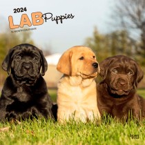 Labrador Retriever Puppies | 2024 12 x 24 Inch Monthly Square Wall Calendar