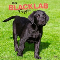 Black Labrador Retriever Puppies | 2024 12 x 24 Inch Monthly Square Wall Calendar