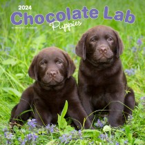 Chocolate Labrador Retriever Puppies | 2024 12 x 24 Inch Monthly Square Wall Calendar
