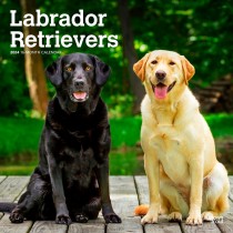 Labrador Retrievers | 2024 12 x 24 Inch Monthly Square Wall Calendar