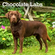 Chocolate Labrador Retrievers | 2024 12 x 24 Inch Monthly Square Wall Calendar