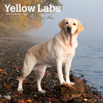 Yellow Labrador Retrievers | 2024 12 x 24 Inch Monthly Square Wall Calendar