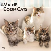Maine Coon Cats | 2024 12 x 24 Inch Monthly Square Wall Calendar