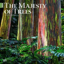 The Majesty of Trees | 2024 12 x 24 Inch Monthly Square Wall Calendar