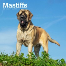Mastiffs | 2024 12 x 24 Inch Monthly Square Wall Calendar