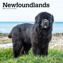 Newfoundlands | 2024 12 x 24 Inch Monthly Square Wall Calendar