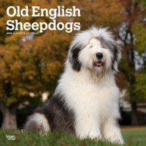 Old English Sheepdogs | 2024 12 x 24 Inch Monthly Square Wall Calendar