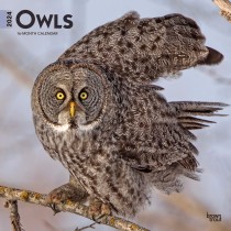 Owls | 2024 12 x 24 Inch Monthly Square Wall Calendar