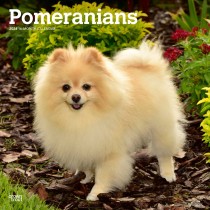 Pomeranians | 2024 12 x 24 Inch Monthly Square Wall Calendar