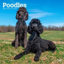 Poodles | 2024 12 x 24 Inch Monthly Square Wall Calendar
