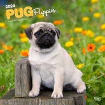 Pug Puppies | 2024 12 x 24 Inch Monthly Square Wall Calendar
