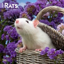 Rats | 2024 12 x 24 Inch Monthly Square Wall Calendar